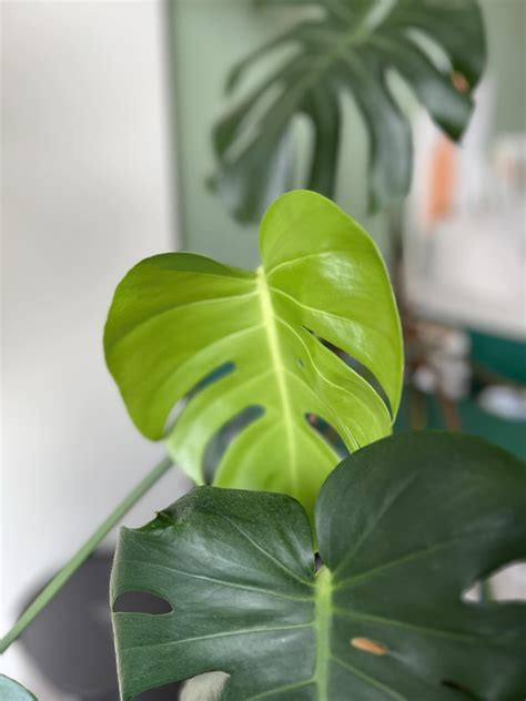 龜背芋 辦公室|龜背芋風水大解析：招財、除煞、淨化空氣，居家辦公。